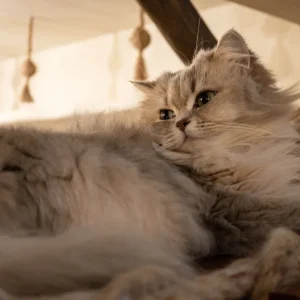 Cat Boutique premium slider image