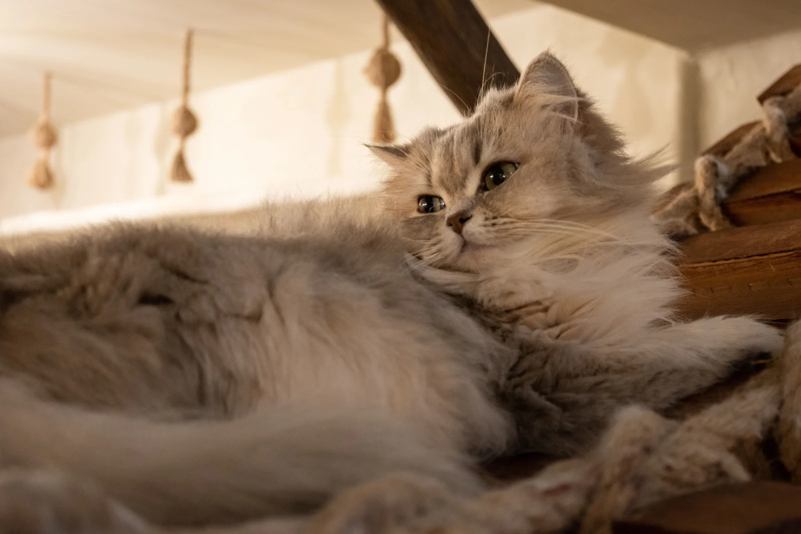 Cat Boutique premium slider image
