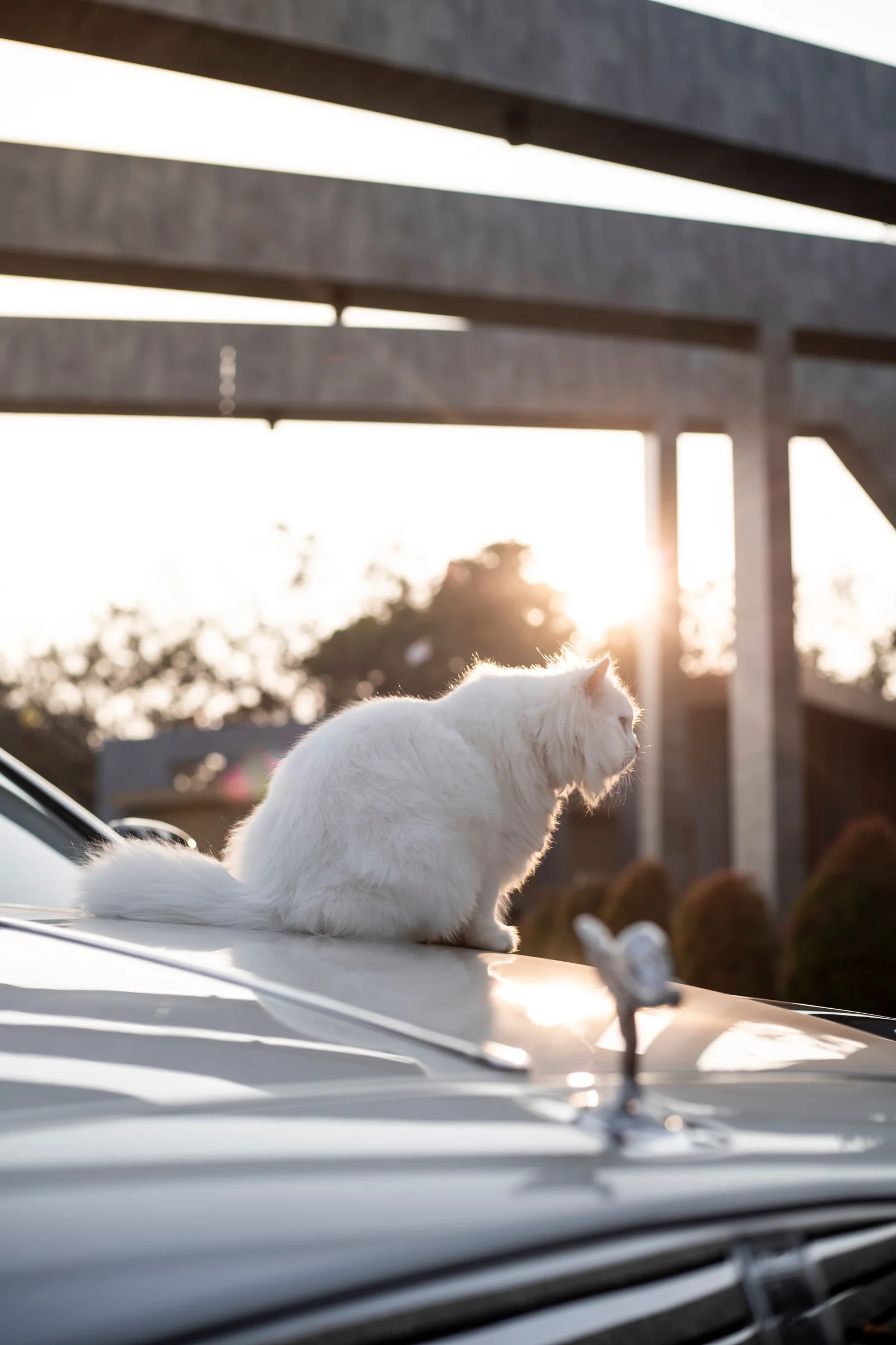 Cat Boutique premium slider image