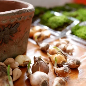 Seeds & Bulbs premium slider image