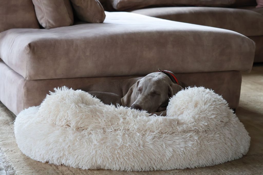 A Weimaraner dog peacefully sleeping on a fluffy dog bed in a cozy living room.