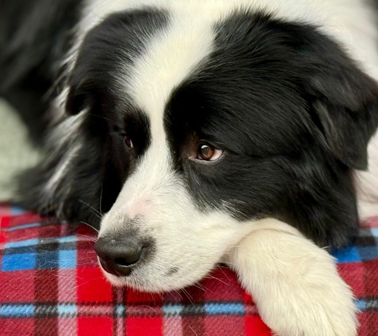 Charming black and white Border Collie resting on a colorful plaid blanket.