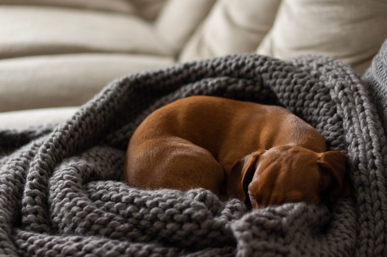 Adorable dachshund resting comfortably in a knitted blanket on a sofa.