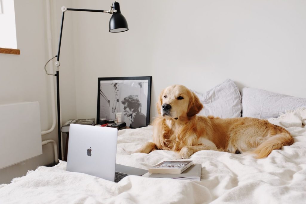 Cute purebred dog lying on creased blanket on bed in front of open portable computer near floor lamp and photo in frame in afternoon