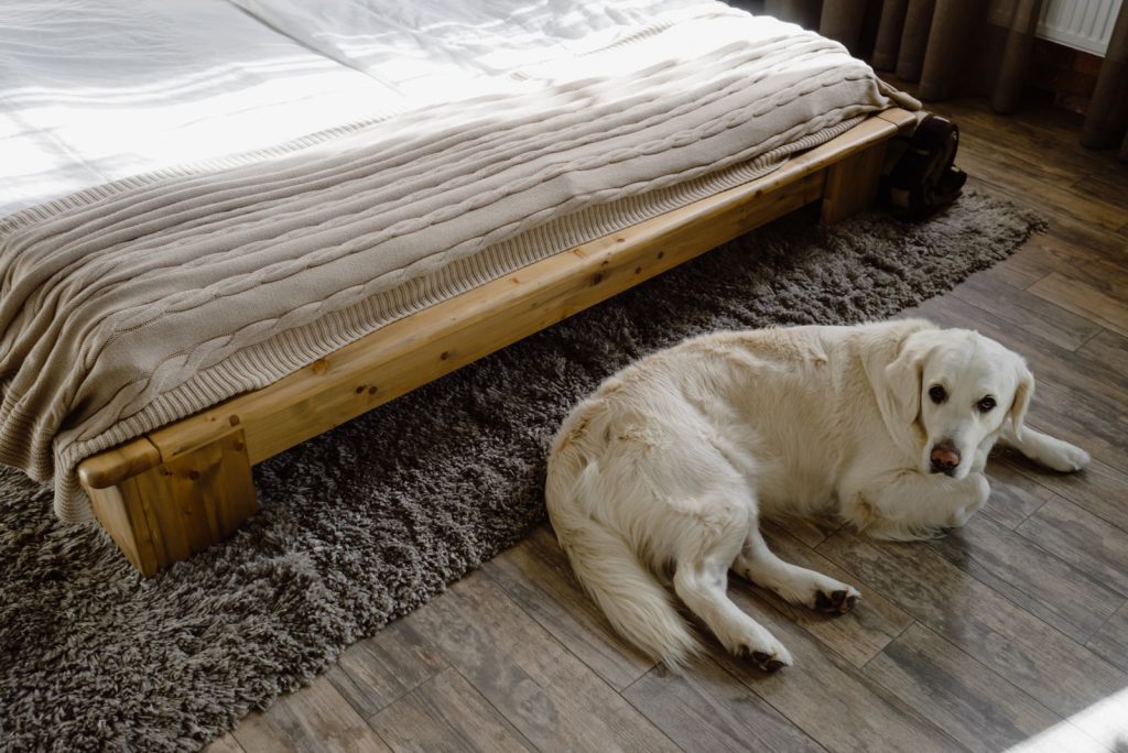 A relaxing scene of a golden retriever lying on a rug next to a wooden bed in a bright bedroom.