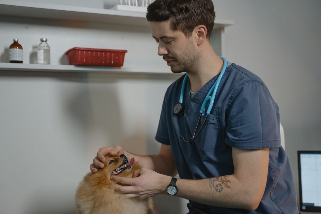Vet examines a Pomeranian dog in a clinic setting, showcasing animal care.