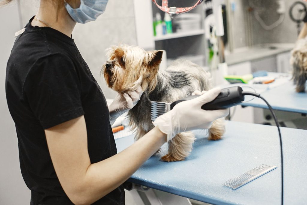 A Yorkshire Terrier getting groomed by a professional pet groomer in a modern salon setting.