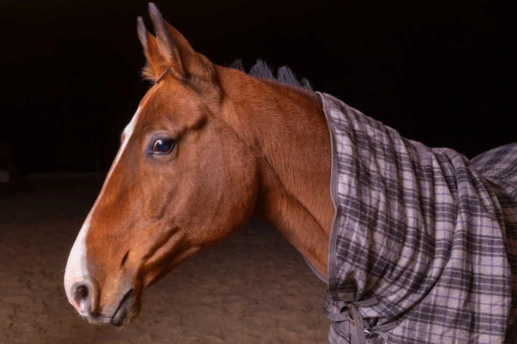 Portrait of a chestnut horse in a plaid blanket at night