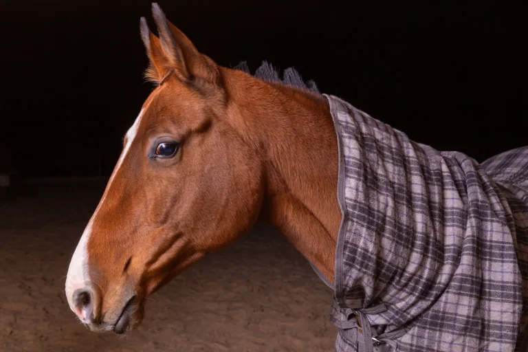 Portrait of a chestnut horse in a plaid blanket at night