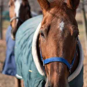 Close up of two horses with winter blankets