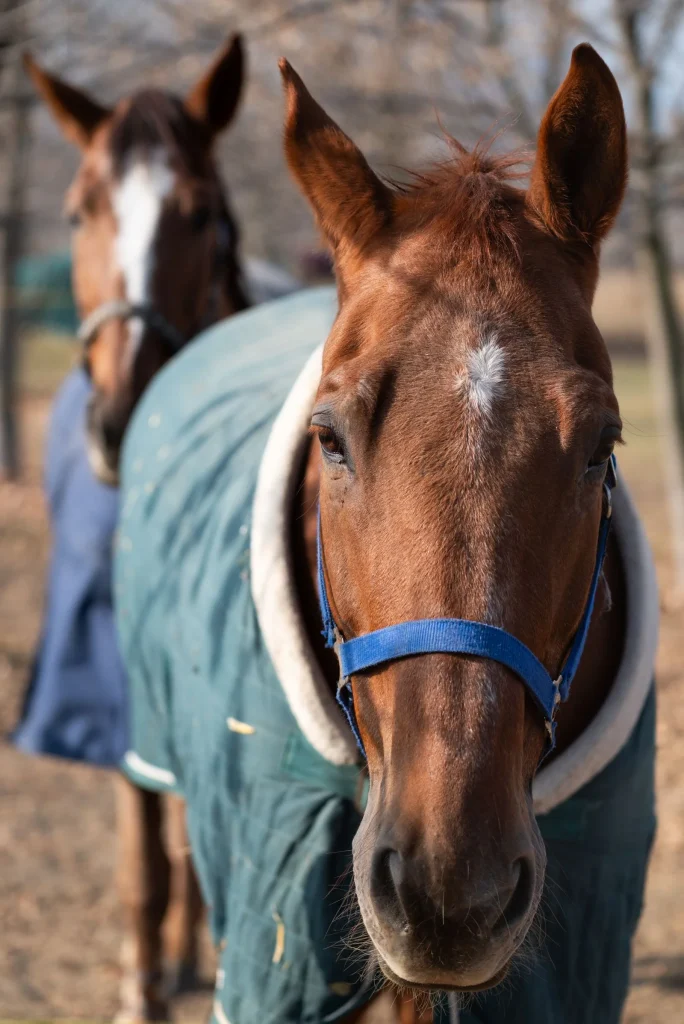 Equestrian Rug Laundry service imagery